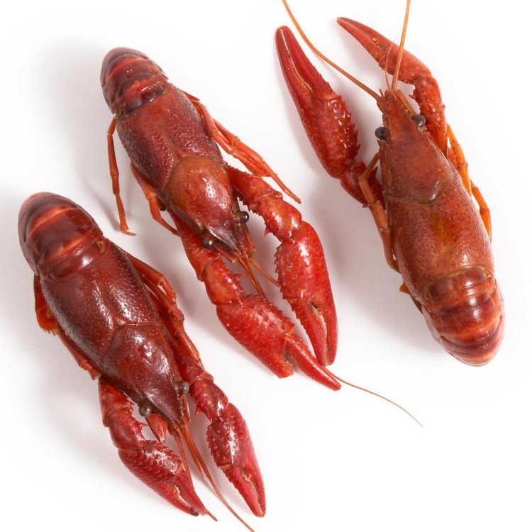Crayfish Market Size, Industry Share, Growth, Trends, Key Players Analysis and Forecast 2024-2032