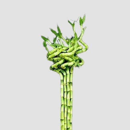 From Roots to Riches: Maximizing Luck through Proper Lucky Bamboo Care