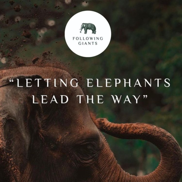 Ethical Elephant Camps in Krabi