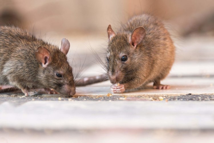 Keeping it Clean: Sanitation Tips to Prevent Rat Infestation in Houston