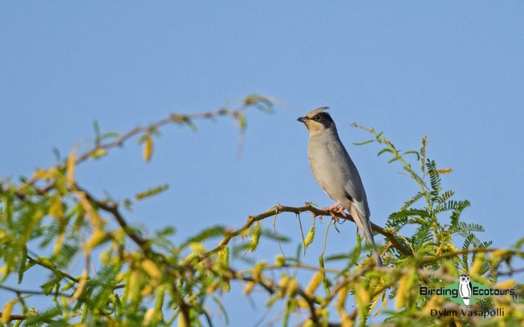 Birding In The Great Rann of Kutch, Bhuj | Birding Tours In Bhuj