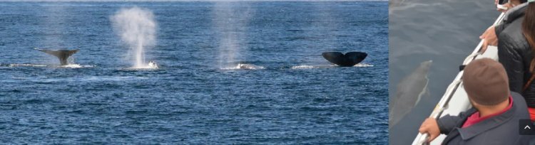 Whale Watching in California: A Spectacular Maritime Adventure!
