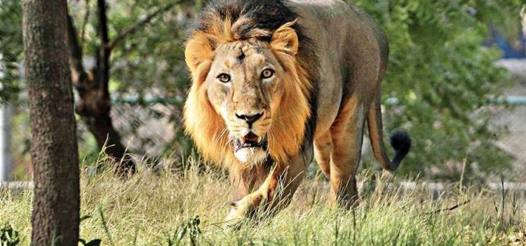 Best Time Slot For Gir Safari | Gir National Park Safari
