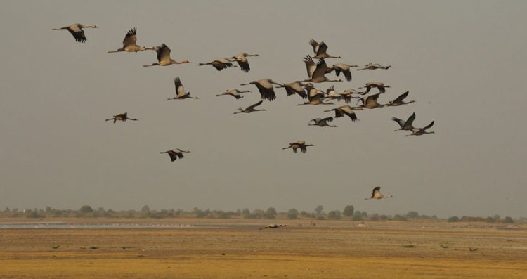 Birding Lodge In Gujarat | Gir Forest Resort